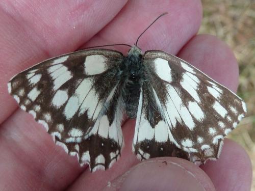 Melanargia galathea