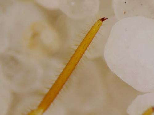 Réf. 177 721 : Eupolybothrus longicornis