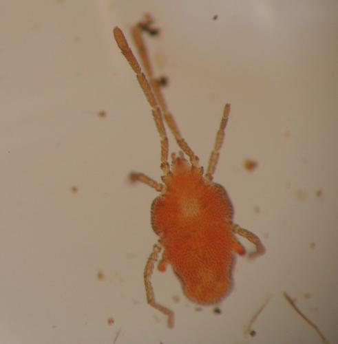 Fessonia papillosa