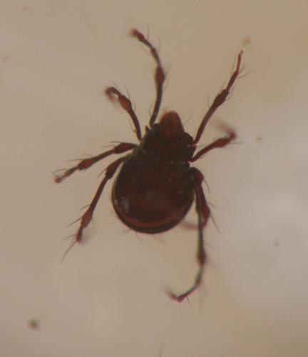 Damaeus clavipes