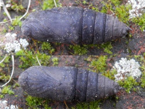 Laothoe populi