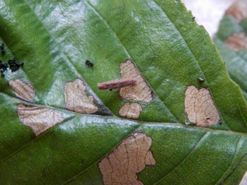 Coleophora serratella