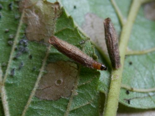 Coleophora serratella