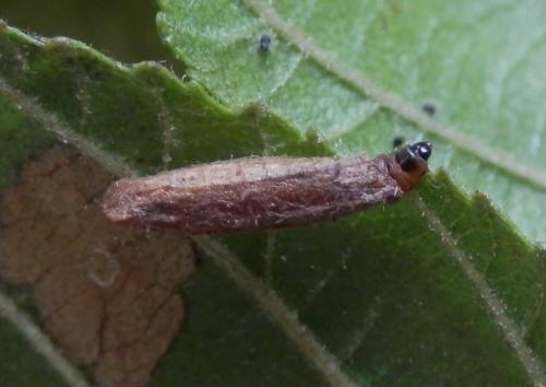 Coleophora serratella