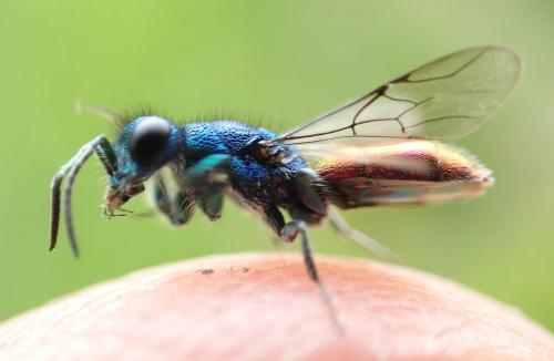 Chrysura laodamia iphidemia
