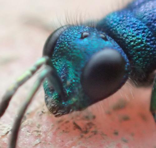 Chrysura laodamia iphidemia