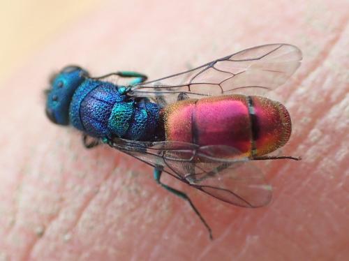 Réf. 177 092 : Chrysura laodamia iphidemia