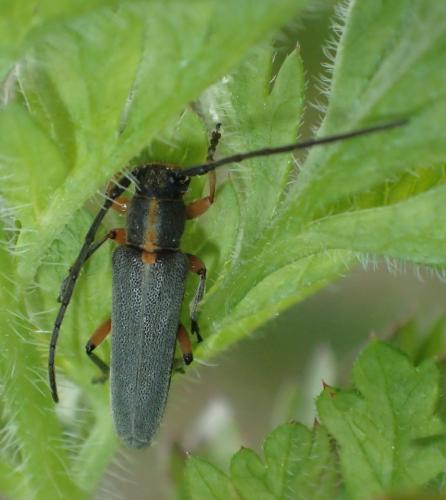 Réf. 177 097 : Phytoecia icterica