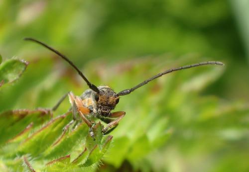 Réf. 177 098 : Phytoecia icterica