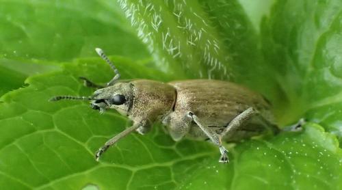 Réf. 177 663 : Tanymecus palliatus