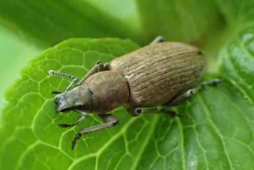 Réf. 177 661 : Tanymecus palliatus
