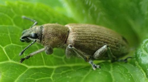 Réf. 177 662 : Tanymecus palliatus