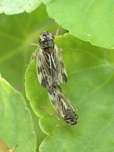 Evacanthus acuminatus