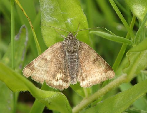 Réf. 177 763 : Euclidia glyphica
