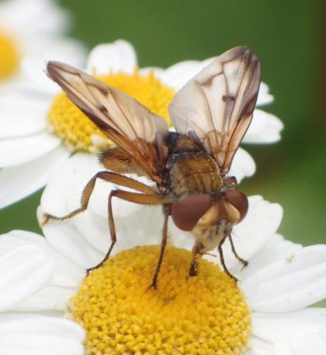 Ectophasia crassipennis