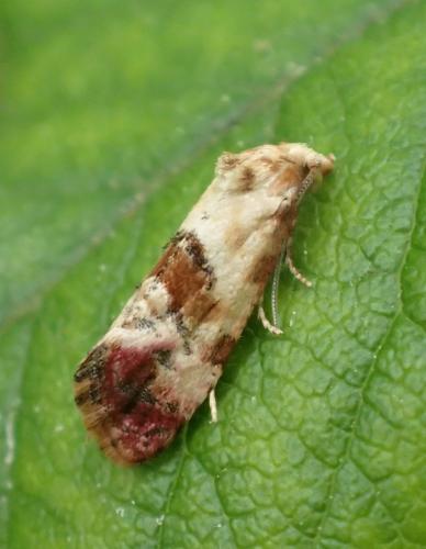 Cochylis millierana