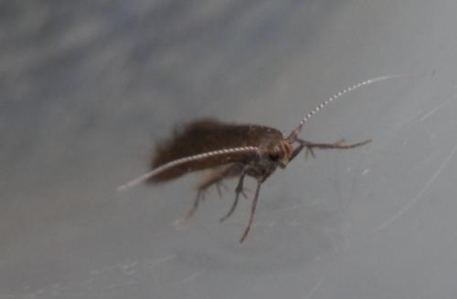 Coleophora serratella