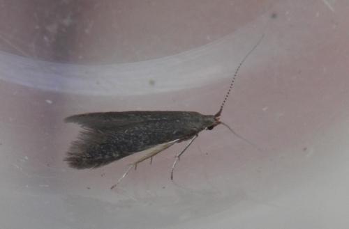 Coleophora serratella