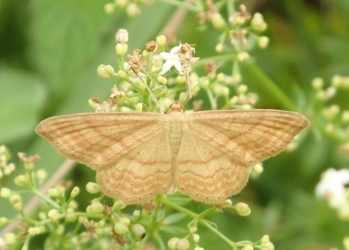 Réf. 177 769 : Idaea ochrata