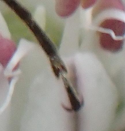 Pachytodes erraticus