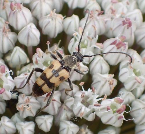 Pachytodes erraticus