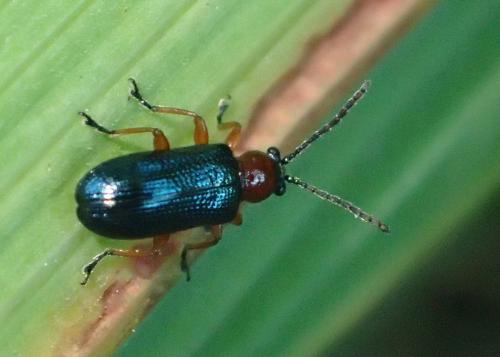 Réf. 177 038 : Oulema sp.