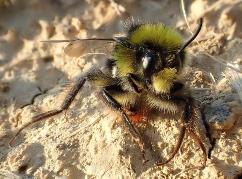 Bombus lapidarius