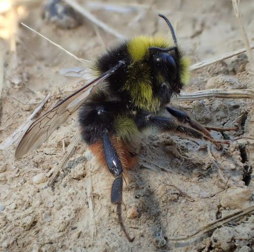 Bombus lapidarius