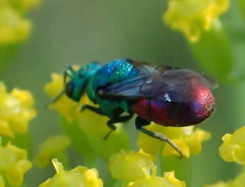 Holopyga sp.