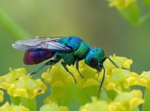 Holopyga sp.