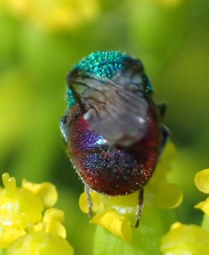 Holopyga sp.