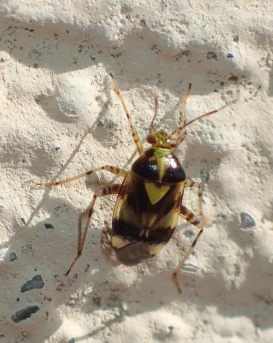 Liocoris tripustulatus