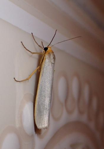 Eilema caniola