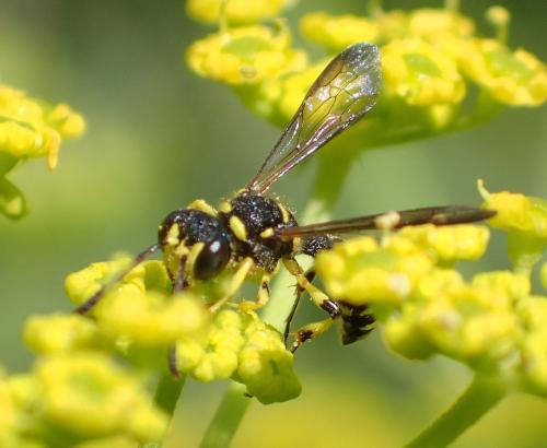 Cerceris arenaria
