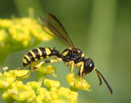 Cerceris arenaria