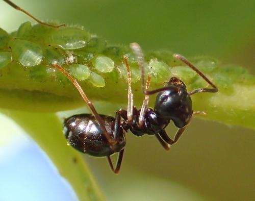 Lasius fuliginosus