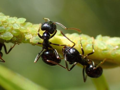 Lasius fuliginosus