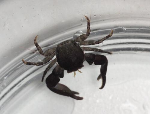 Réf. 177 149 : Pisidia longicornis
