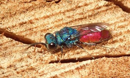 Réf. 177 493 : Chrysis inaequalis