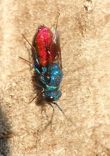 Réf. 177 494 : Chrysis inaequalis