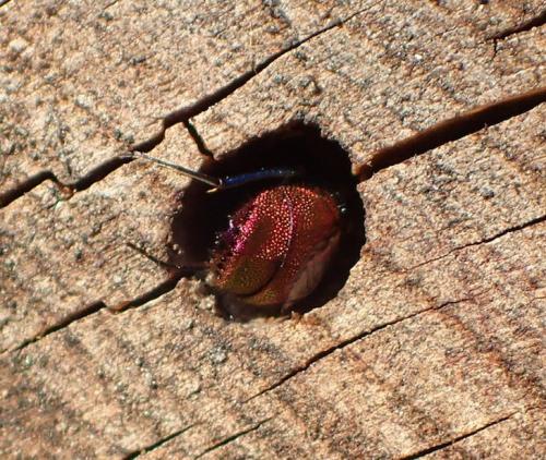 Réf. 177 495 : Chrysis inaequalis