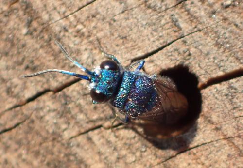 Réf. 177 496 : Chrysis inaequalis