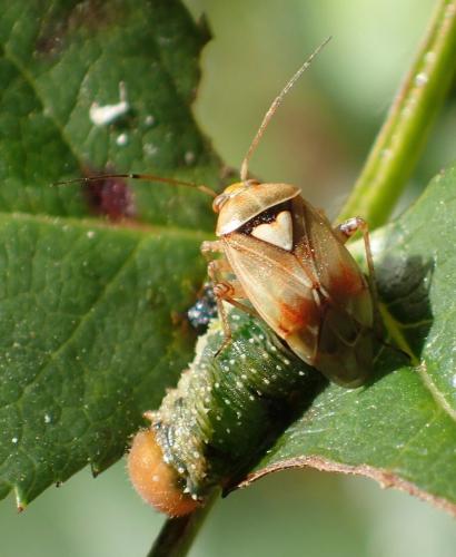 Lygus sp.