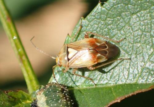 Lygus sp.