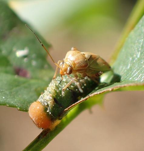 Lygus sp.