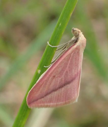 Rhodometra sacraria