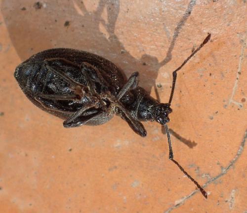Réf. 177 554 : Otiorhynchus meridionalis