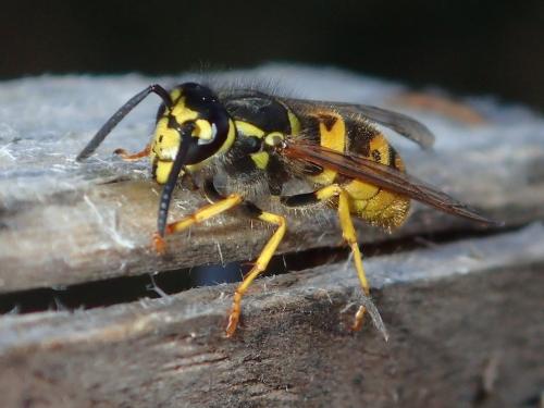 Vespula germanica
