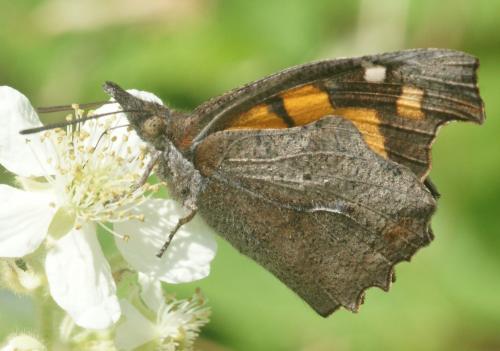 Réf. 177 373 : Libythea celtis