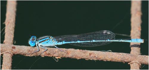 Paracercion malayanum
